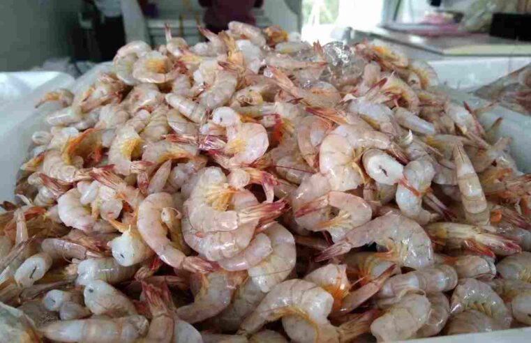 Com abertura da pesca do camarão, crustáceo custa bem menos que a carne