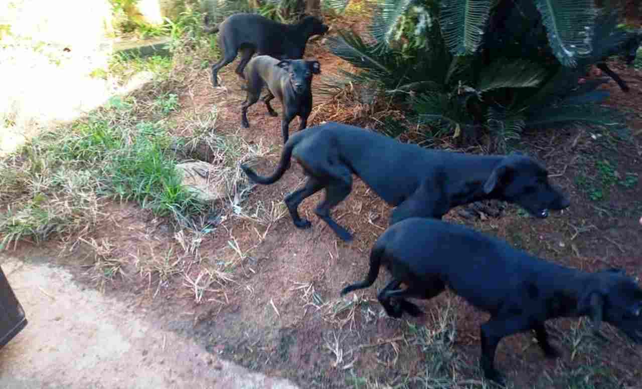 Polícia Ambiental e CCZ de Caraguatatuba resgatam 10 cães vítimas de maus-tratos no bairro Gaivotas